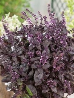 SEEDS - Basil Red Rubin